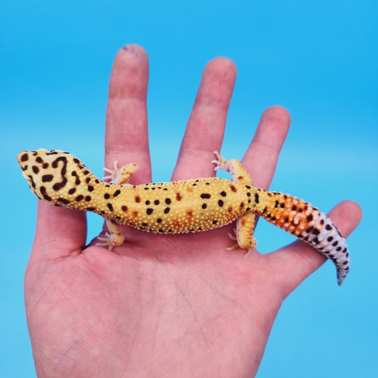 Female Mandarin Bold Emerine Leopard Gecko