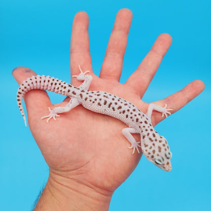 Male Mr. Freeze Fasciolatus Super Snow Reduced Spotting Leopard Gecko