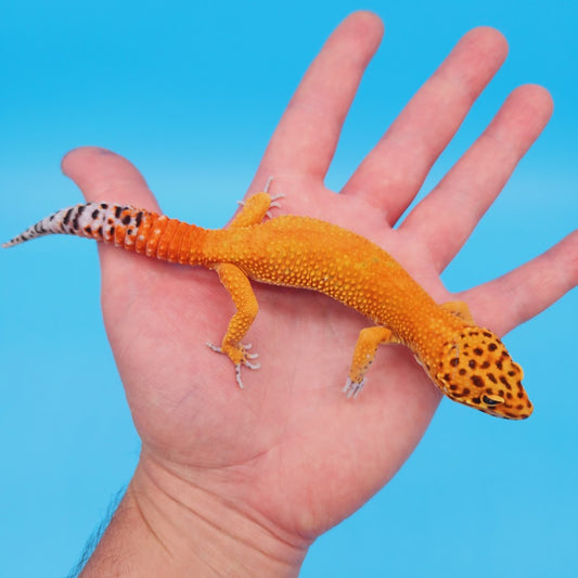 Male Mandarin Inferno Emerine Jungle Carrot Tail Leopard Gecko