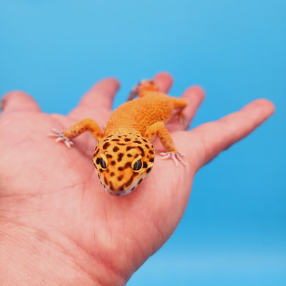 Male Mandarin Inferno Emerine Jungle Carrot Tail Leopard Gecko