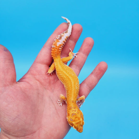 Female Mandarin Inferno Tremper Red Stipe Leopard Gecko