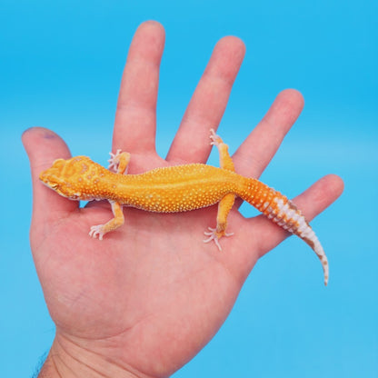 Female Mandarin Inferno Tremper Red Stipe Leopard Gecko