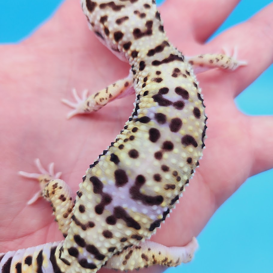 Female Ultra Light Bumblebee Hyper Xanthic Afghanicus Bold Possible White & Yellow Leopard Gecko