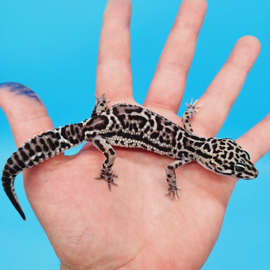 Female Werewolf Black Night Mack Snow Leopard Gecko