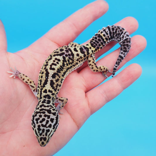 Female Black Night (50%) Afghanicus (25%) Turcmenicus (25%) Leopard Gecko (RARE project!)(slight tail kink at very tip only)