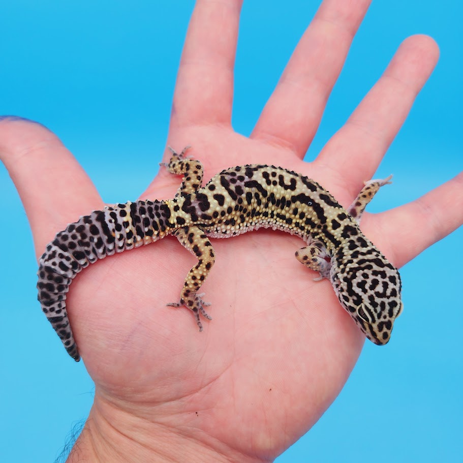 Female Black Night (50%) Afghanicus (25%) Turcmenicus (25%) Leopard Gecko (RARE project!)(slight tail kink at very tip only)