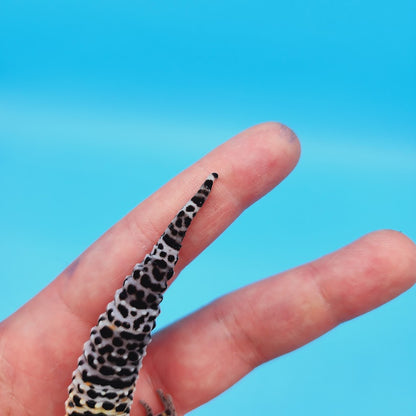 Female Black Night (50%) Afghanicus (25%) Turcmenicus (25%) Leopard Gecko (RARE project!)(slight tail kink at very tip only)
