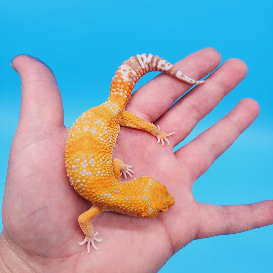 Female Mandarin Inferno Tremper White Spot Leopard Gecko