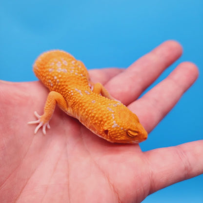 Female Mandarin Inferno Tremper White Spot Leopard Gecko