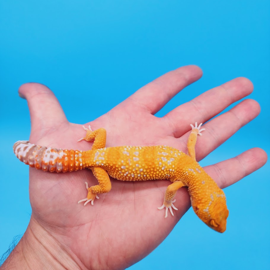 Female Mandarin Inferno Tremper White Spot Leopard Gecko