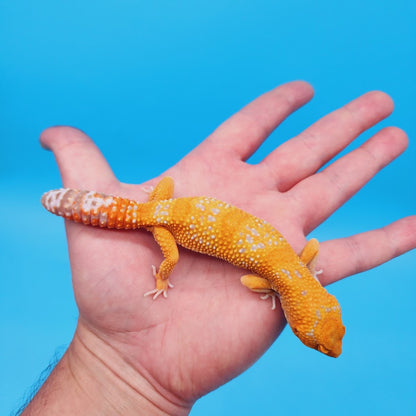 Female Mandarin Inferno Tremper White Spot Leopard Gecko