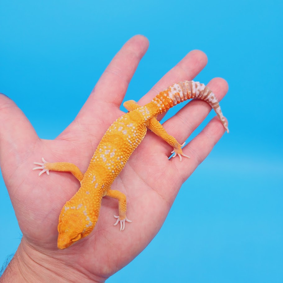 Female Mandarin Inferno Tremper White Spot Leopard Gecko