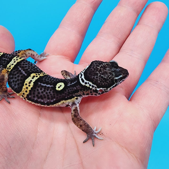 Male Black Night Leopard Gecko (High Quality) – Geeky Gecko Creations