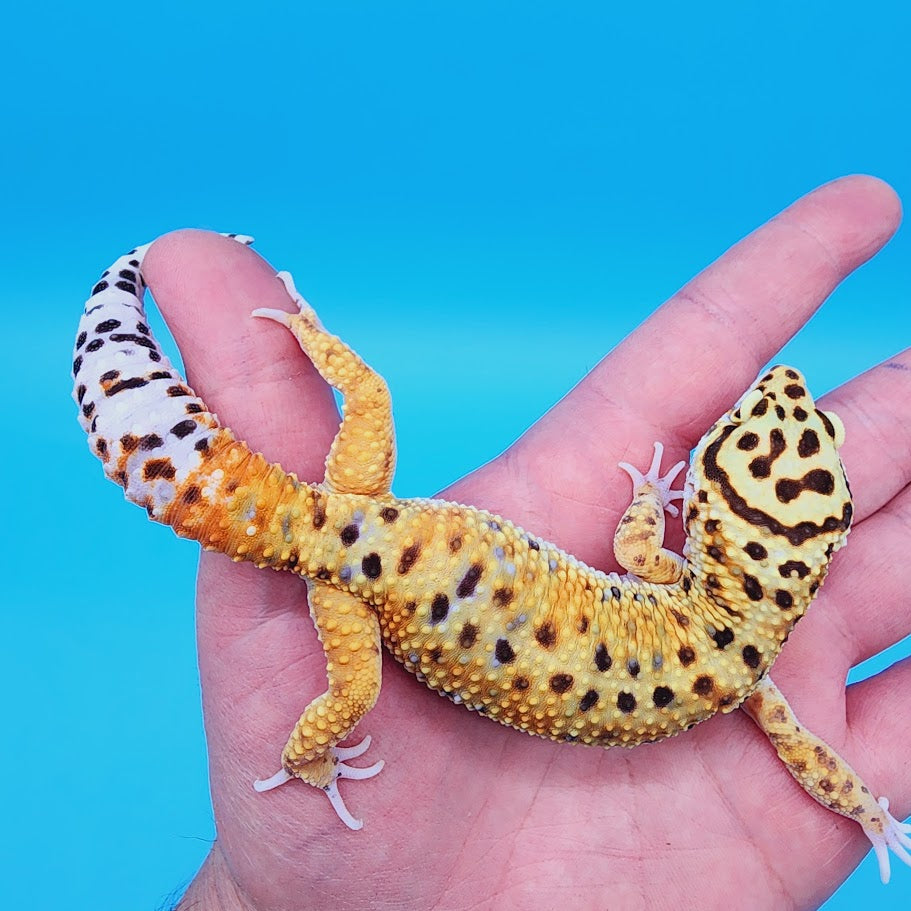 Male Halloween Mask Rainbow Mandarin Inferno Bold Emerine Pos White & Yellow Leopard Gecko
