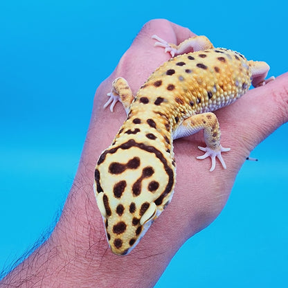 Male Halloween Mask Rainbow Mandarin Inferno Bold Emerine Pos White & Yellow Leopard Gecko
