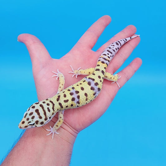 Male Hyper Xanthic Bold Turcmenicus Pos White & Yellow Leopard Gecko