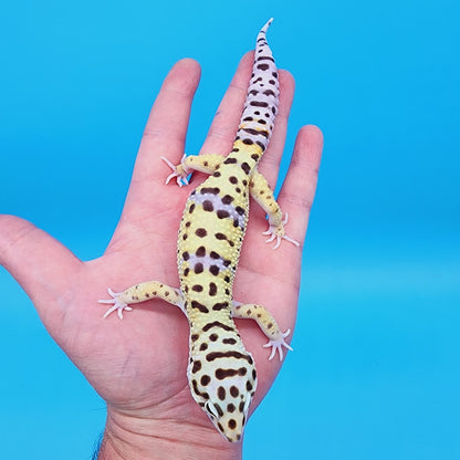 Male Hyper Xanthic Bold Turcmenicus Pos White & Yellow Leopard Gecko
