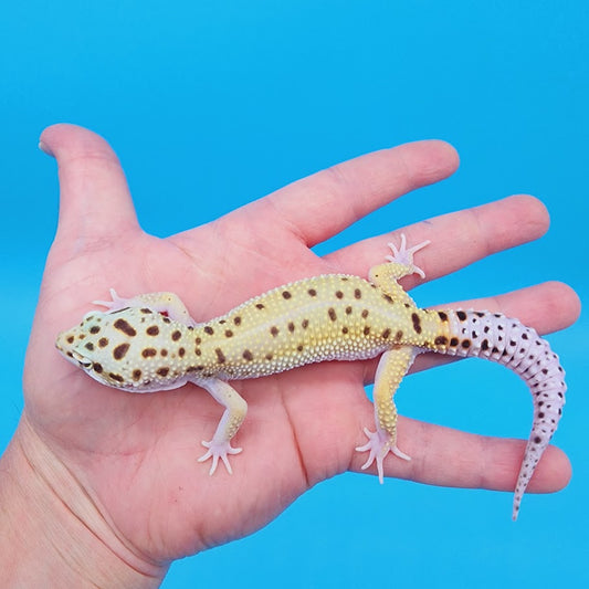 Male Hyper Xanthic Bold White & Yellow Leopard Gecko