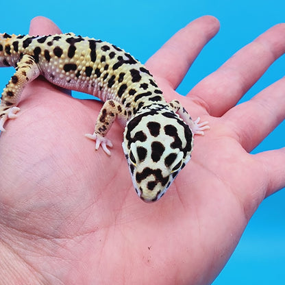 Male Bumblebee Hyper Xanthic Afghanicus Bold Bandit Halloween Mask Tri-Color Leopard Gecko