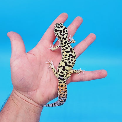 Male Bumblebee Hyper Xanthic Afghanicus Bold Bandit Halloween Mask Tri-Color Leopard Gecko