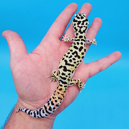 Male Bumblebee Hyper Xanthic Afghanicus Bold Bandit Halloween Mask Tri-Color Leopard Gecko