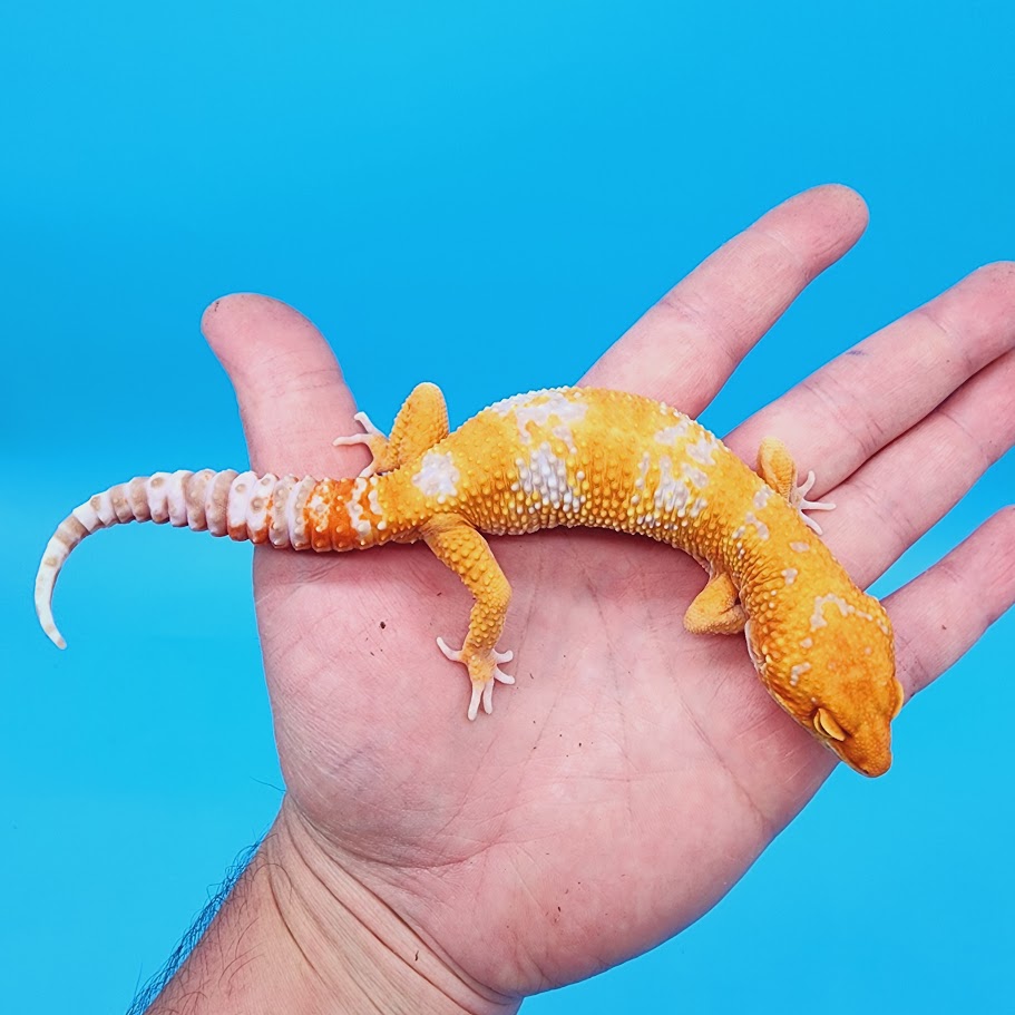 All Leopard Geckos for Sale Geeky Gecko Creations