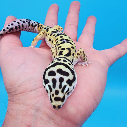 Male Highlighter Halloween Mask Hyper Xanthic Bold Bandit pos White & Yellow Leopard Gecko