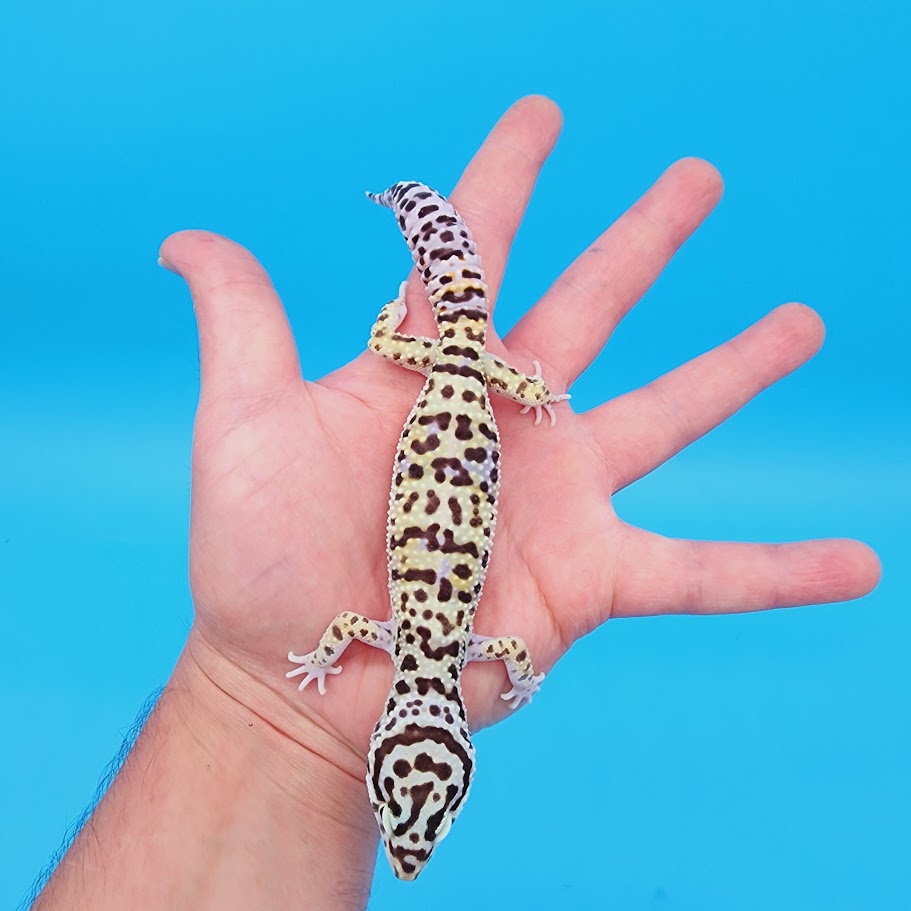 Male Hyper Xanthic Bold Bandit pos White & Yellow Leopard Gecko