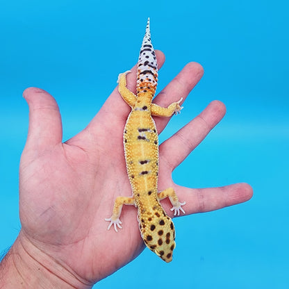Male Mandarin Inferno Bold Leopard Gecko