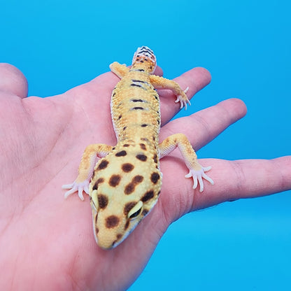 Male Mandarin Inferno Bold Leopard Gecko