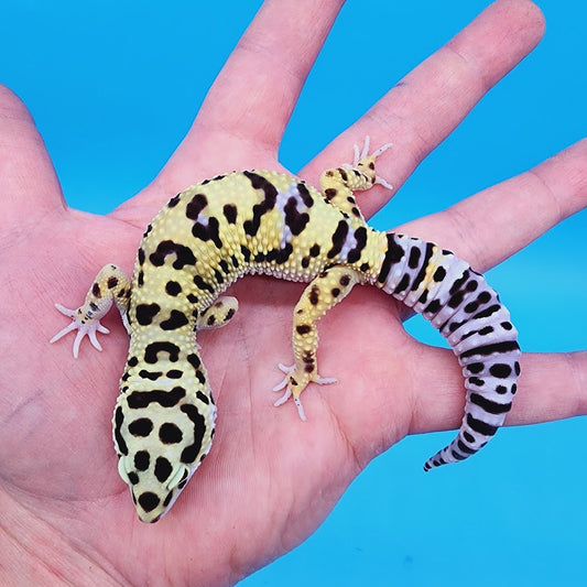 Male Highlighter Hyper Xanthic Bold Bandit Leopard Gecko