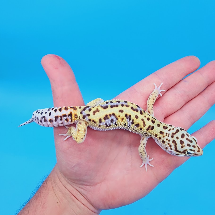 Male Highlighter White & Yellow Hyper Xanthic Bold Turcmenicus Leopard Gecko