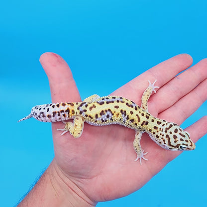 Male Highlighter White & Yellow Hyper Xanthic Bold Turcmenicus Leopard Gecko