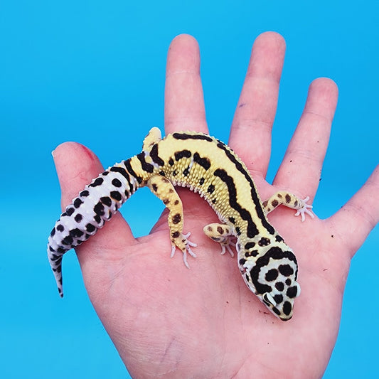 Male Highlighter Halloween Mask Hyper Xanthic Bold Stripe Bandit