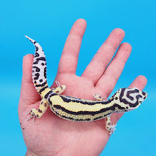 Male Highlighter Halloween Mask Hyper Xanthic Bold Stripe Bandit Pos White & Yellow Leopard Gecko
