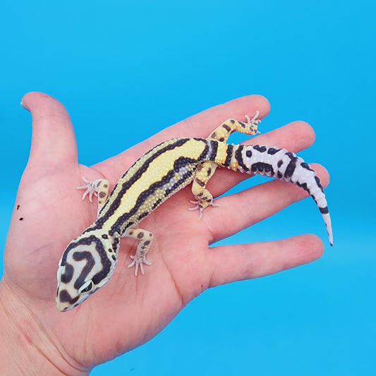 Male Highlighter Halloween Mask Hyper Xanthic Bold Stripe Bandit Pos White & Yellow Leopard Gecko