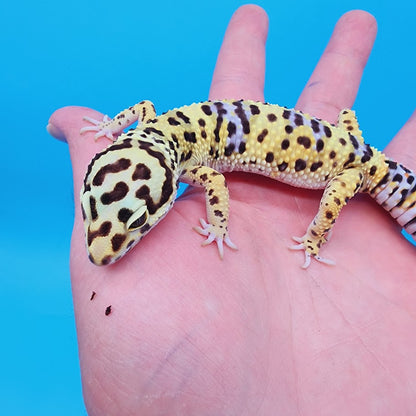 Male Bumblebee Hyper Xanthic Afghanicus Bold Bandit Leopard Gecko