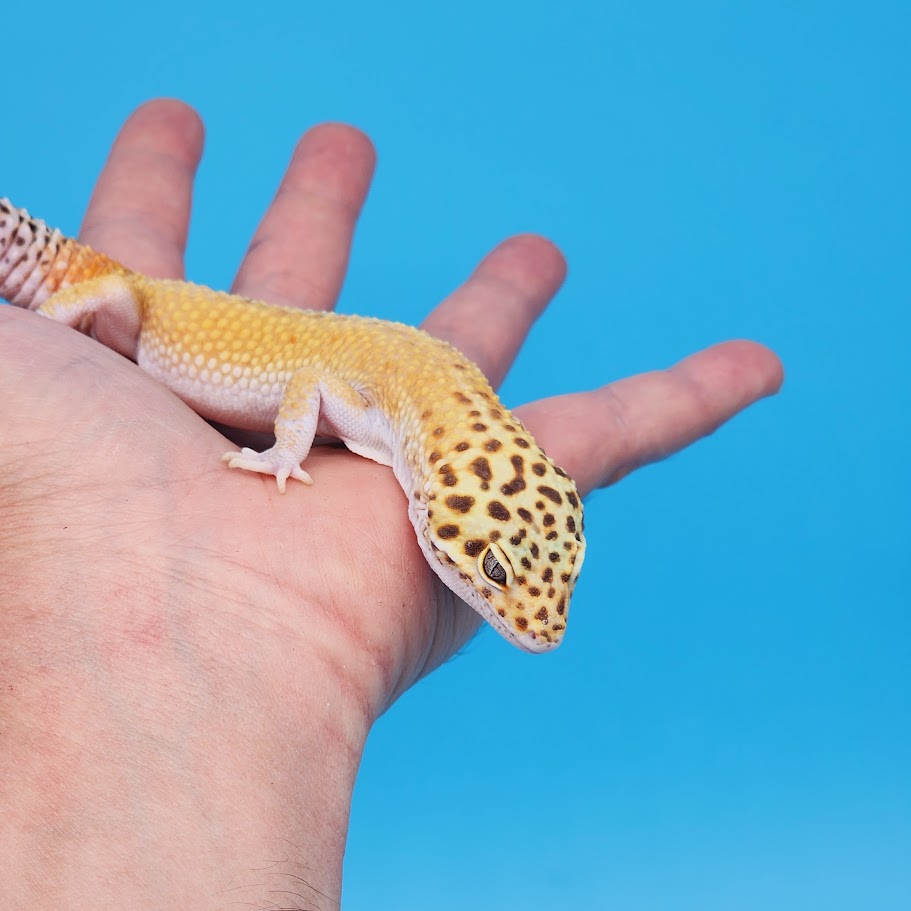 Male Mandarin Inferno Hyper Xanthic Bold possible White & Yellow Leopard Gecko