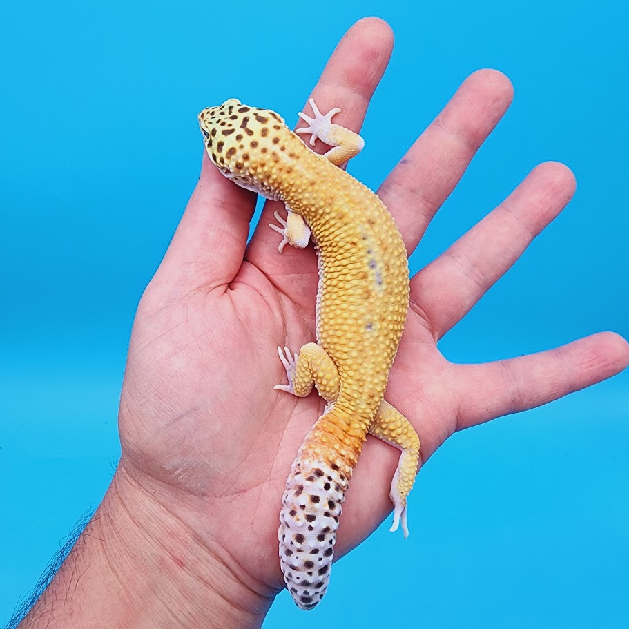 Male Mandarin Inferno Hyper Xanthic Bold possible White & Yellow Leopard Gecko