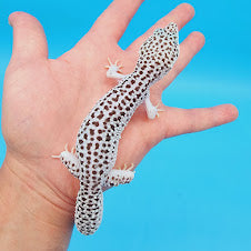 Male Mr. Freeze Fasciolatus Super Snow Leopard Gecko