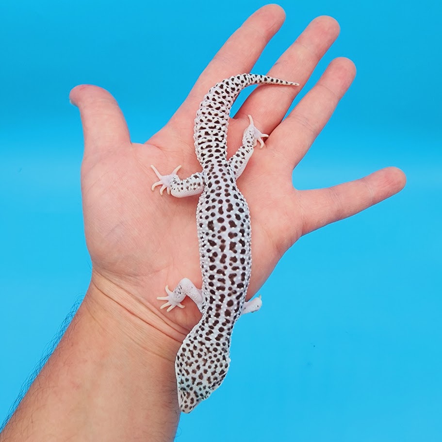 Male Mr. Freeze Fasciolatus Super Snow Leopard Gecko
