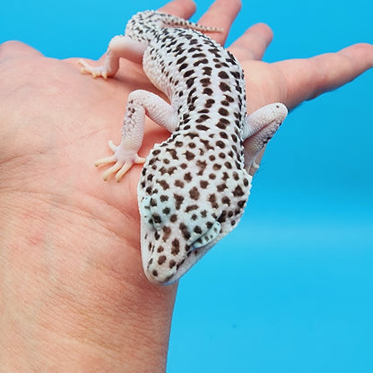 Male Mr. Freeze Fasciolatus Super Snow Leopard Gecko
