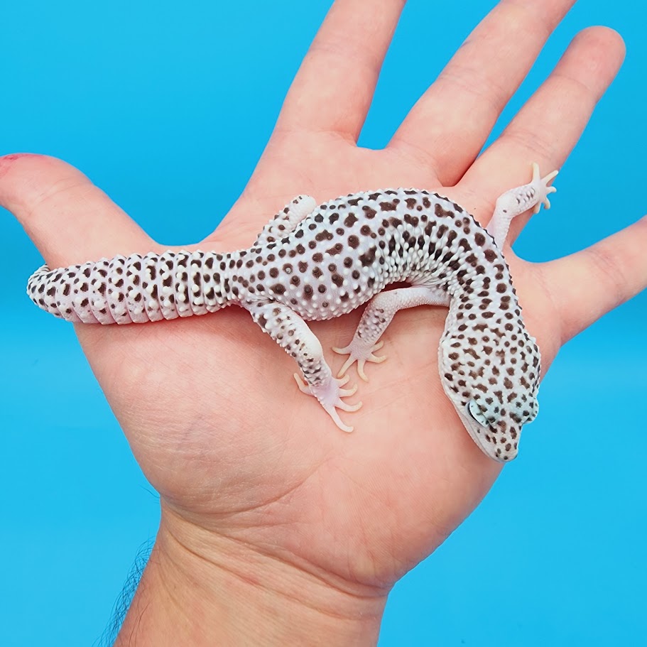 Male Mr. Freeze Fasciolatus Super Snow Leopard Gecko