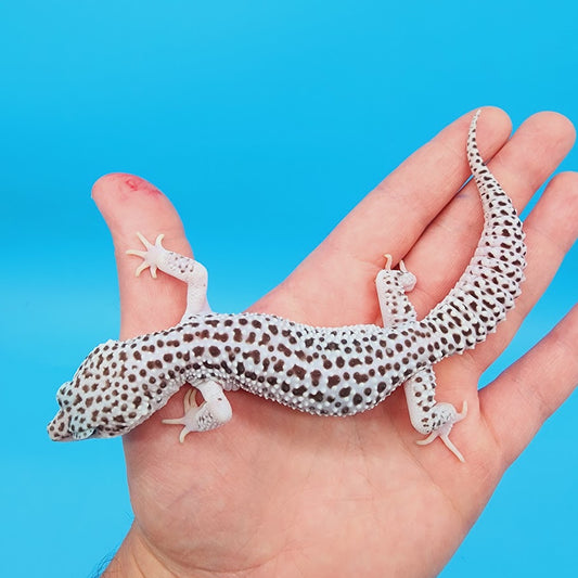 Male Mr. Freeze Fasciolatus Super Snow Leopard Gecko