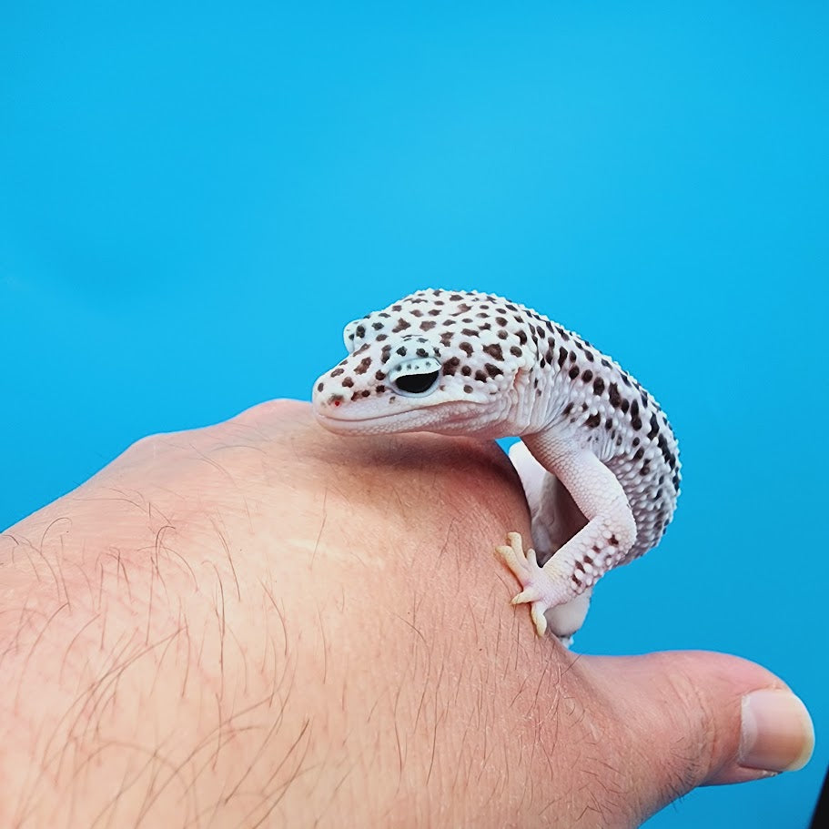 Male Mr. Freeze Fasciolatus Super Snow Leopard Gecko
