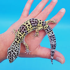 Male Afghanicus Turcmenicus Leopard Gecko (human head stamp)