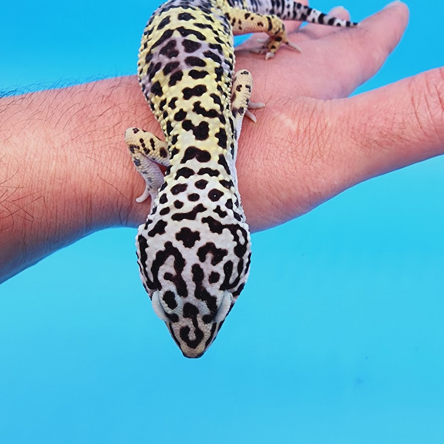 Male Afghanicus Turcmenicus Leopard Gecko (human head stamp)