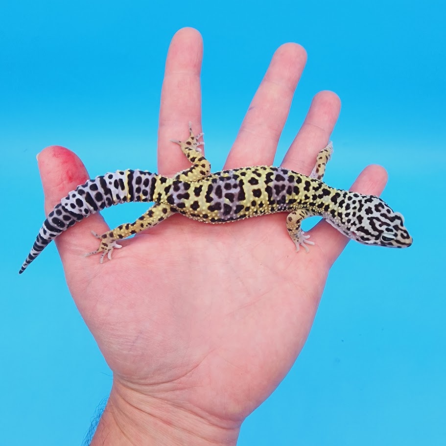 Male Afghanicus Turcmenicus Leopard Gecko (human head stamp)