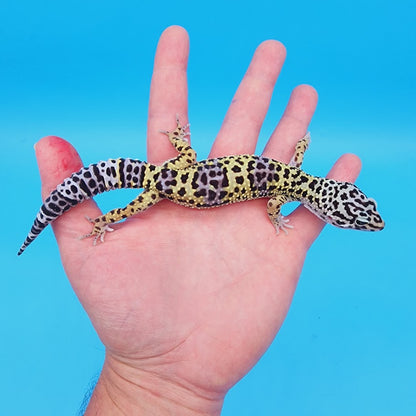 Male Afghanicus Turcmenicus Leopard Gecko (human head stamp)