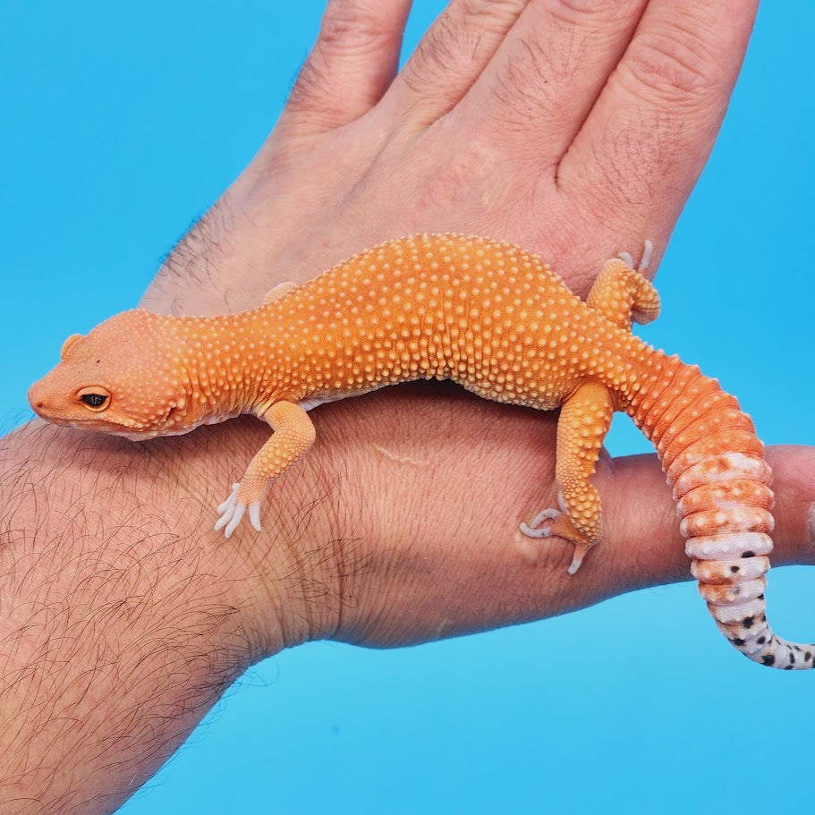 Female Mandarin Inferno Super Hypo Baldy Leopard Gecko